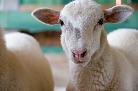 closeup of sheep face at a farm