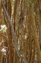closeup of trees growing in park argentina