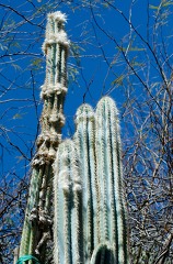columnar cacti 820A