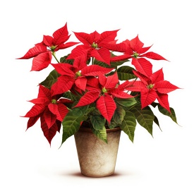 decorative poinsettia in a pot presenting a festive holiday mood