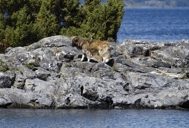 Dog roams around rocks on lake argentina