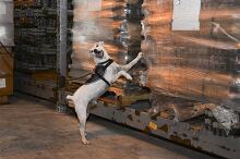 dog sniff out snakes in cargo