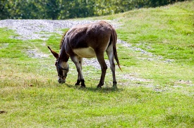 donkey eating grass near a road 