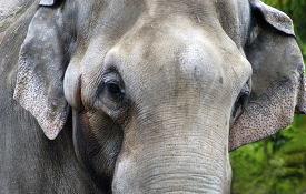elephant-closeup-showing-truck-and-ears