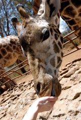 Feeding Giraffe Center Nairobi Kenya