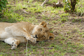 female lion resting in the wild kenya africa