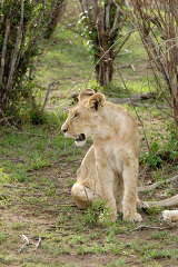 female lion sitting in the grass near a tree kenya africa