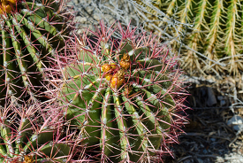 ferocactus pringle 860
