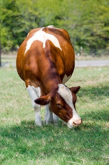 front view brown and white cow grazing in a field