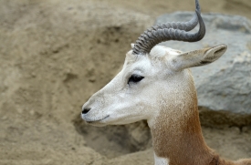 gazelle 1296A