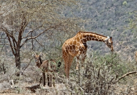Giraffee in Brush