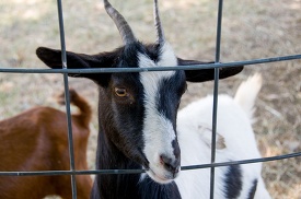 goat with horns looks thru metal fence