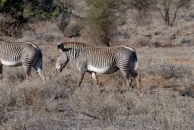 Grevys zebra  at samburu national park africa