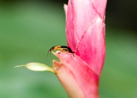 Insect On Tip Of Flower Stem Costa Rica