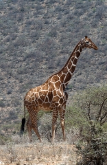 kenya-africa-giraffe-standing-photo-image