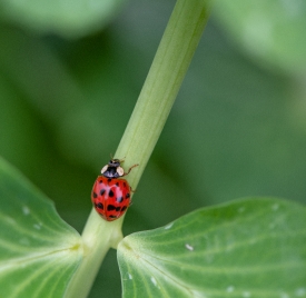 ladybug on garden pea stem