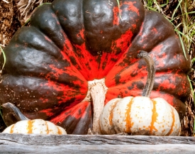 large red brown pumpkin with smaller pumpkins