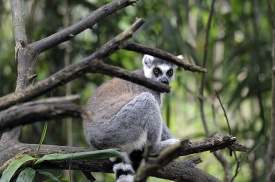 lemur sittiing in tree