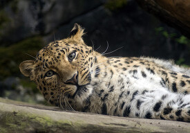 lepard lays on rock