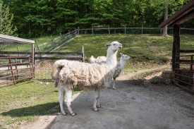 Llamas at the petting zoo of the Heritage Farm Museum and Villag