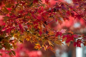 maple tree with colorful fall foliage 7652