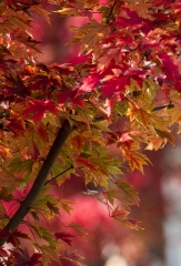 maple tree with colorful fall foliage 7653