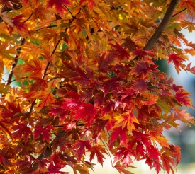 maple tree with colorful fall foliage 7654