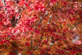 maple tree with colorful fall folliage