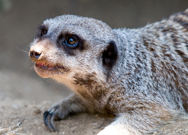 meerkat closeup of face