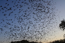 Mexican free tailed bats exiting Bracken Bat Cave