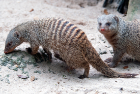 mongoose hunts for food