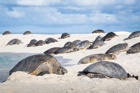 Monk seal among Green sea turtles on beach