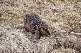 north american beaver on shore