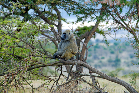 olive Baboon perches in tree lake nakuru kenya africa