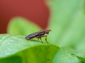 photo closeup of unkown insect on newly growing zinnia leaf