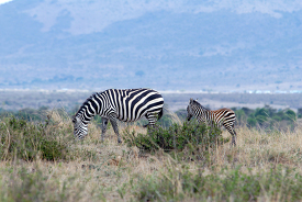 Plains Zebra Lake Nakuru picture 23