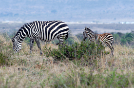 Plains Zebra Lake Nakuru picture 24