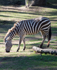 plains zebra photo 8753