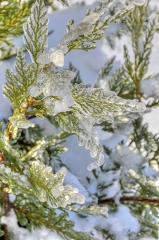 plant covered with layer of winter snow and ice