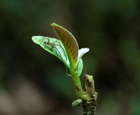 Plants Costa Rica