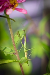 praying mantis in flower garden