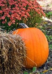 pumpkin with chryssanthemum flowers