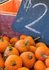 pumpkins for sale on farm