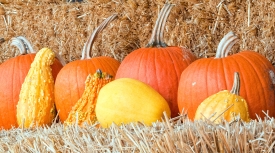 pumpkins lined up on hay