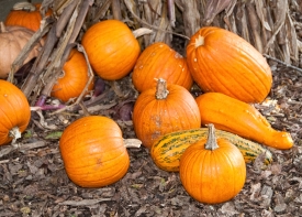 pumpkins near corn stalks
