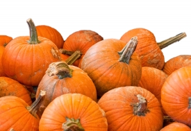 pumpkins on white background 0146a