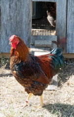 red orange chicken on farm