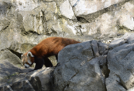 red panda walking along rocks