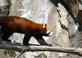 red panda walks along narrow branch