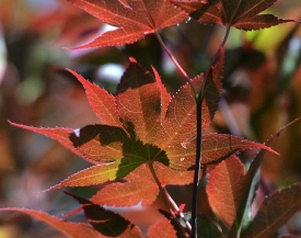 red tree leaves closeup